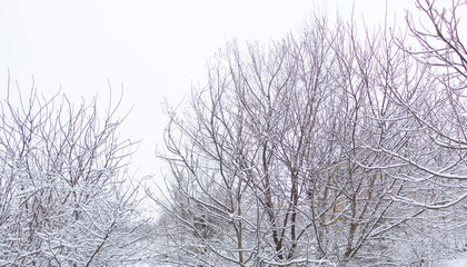 Fototapeta na wymiar Snow over trees covered with a thick layer