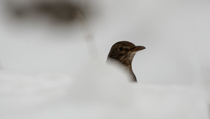 bird, natur, amsel, black, tier, wild lebende tiere, schnabel, gras,