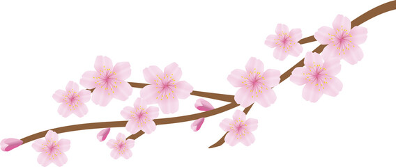 Obraz na płótnie Canvas Cherry Blossom Branch Graphic