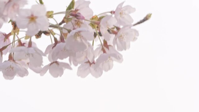 咲いたばかりの桜のクローズアップ　画面右側にスペースあり