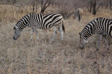 Fototapeta na wymiar Zebra, Kapama Private Game Reserve, South Africa.