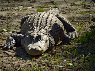 Large alligator resting in the sun 
