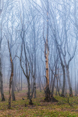 Obraz na płótnie Canvas Trees with fallen leaves in the fog