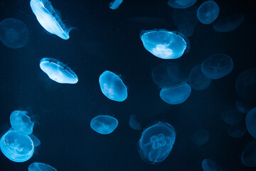 Fototapeta na wymiar jellyfish floating in the water
