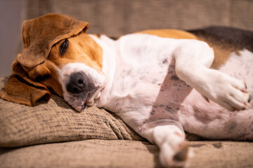 Beagle relaxing on the sofa