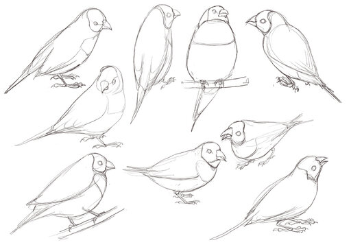drawing bird, Gouldian finch