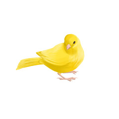 drawing bird, yellow canary