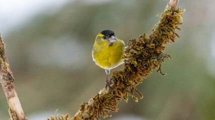 Erlenzeisig, gelb, ast, natur, wild lebende tiere, baum, wild, tier, singvogel