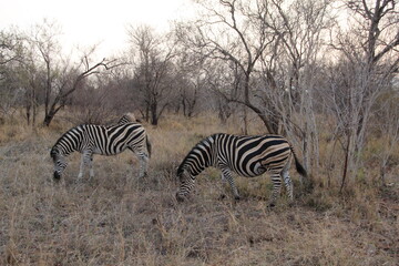 Fototapeta na wymiar Zebra, Kapama Private Game Reserve, South Africa.