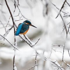 Eisvogel, bird, wild lebende tiere, natur, tier, robin, ast, wild, blau, baum
