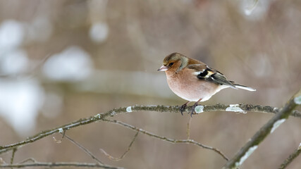Buchfink, bird, robin, natur, wild lebende tiere, ast, baum, tier, wild, winter, spatz