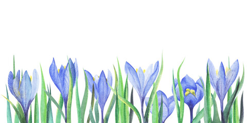 Floral bottom border template. First spring tender flowers of blue color. Hand drawn illustration of crocuses. Row of blue flowers with yellow cores and strong long green leaves on white background