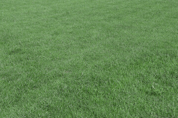 Green grass on the football field.