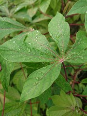 rain drops on leaves