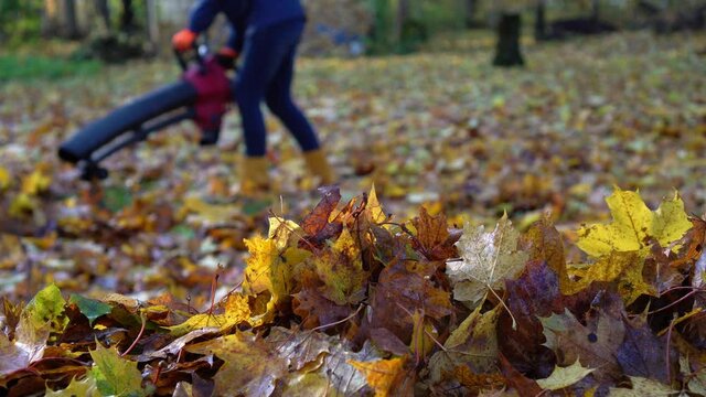 Unrecognizable female worker blowing colorful leaves with leaf blower tool