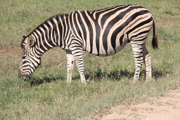 Fototapeta na wymiar Zebra, Addo Elephant Park, Port Elizabeth, South Africa.