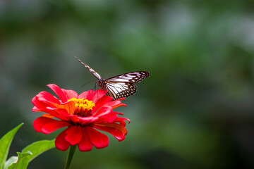 Flowers daisies in summer spring meadow on background blue sky with white clouds, flying orange butterfly, wide format. Summer natural idyllic pastoral landscape, copy space.