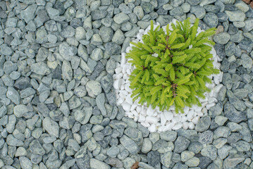 decorative bush in the garden between the stones.