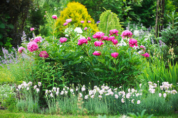 peonies blooming together with dianthus plumarius in private summer garden. Cottage style gardening...