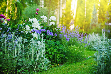prachtig uitzicht op de tuin in Engelse stijl in de zomer met bloeiende pioenrozen en metgezellen - stachys, catnip, heranium, iris sibirica. Compositie in witte en blauwe tinten. Landschapsontwerp.