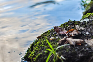 River bank up close HDR