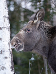 Close up shot of a moose in the wild winter forest. When it is cold in the mountains the moose are coming down to the village.  Shot in Gol, Hallingdal.