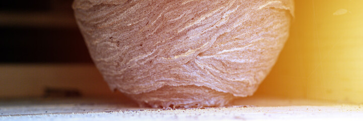 a nest or a hive of wild wasps in a niche under the roof of a wooden village house. banner. flare