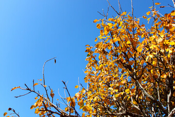 Autumn leaves against a bright blue sky