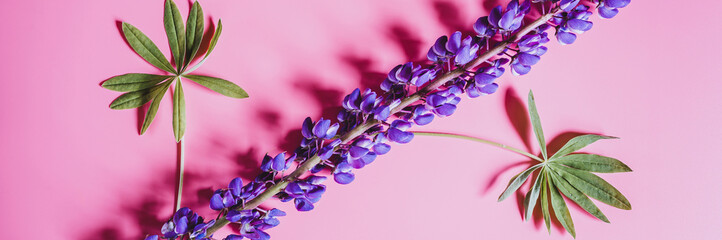 lupine flower in blue lilac color in full bloom on a pink background flat lay. banner
