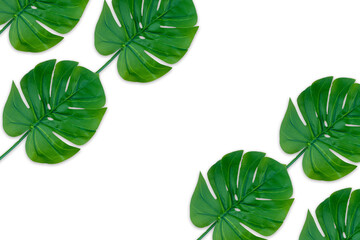 Monstera leaves summer on white background. Copy space concept and top view