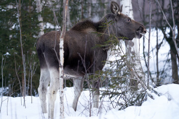 Close up shot of a moose in the wild winter forest. When it is cold in the mountains the moose are coming down to the village.  Shot in Gol, Hallingdal.