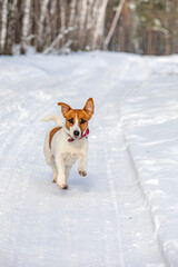jack russell terrier running in the winter forest on the trail, vertical