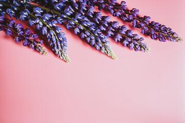 lupine flowers in blue lilac color in full bloom on a pink background flat lay. space for text