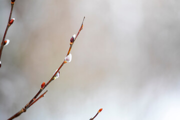 branch of a blossoming pussy-willow on a blurred background, early spring