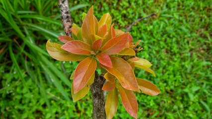 Young avocado leaves