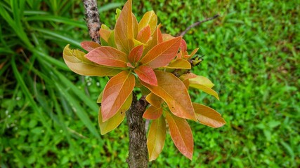 Young avocado leaves