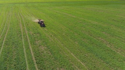 Aerial: tractor spreads potash and phosphorus fertilizers on green field with wheat, rapeseed or triticale on autumn sunny day. Increase winter hardiness and frost resistance of winter grain crops