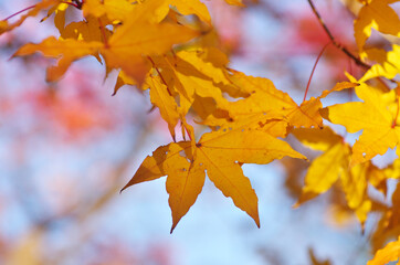 The yellow maple leaves in Japan