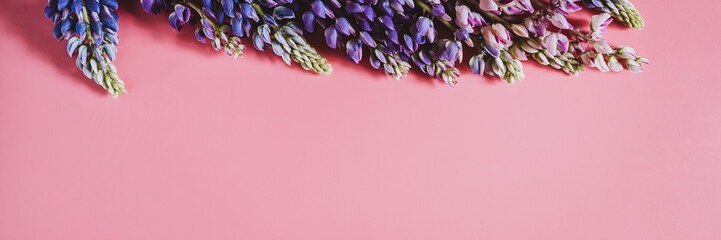 lupine flowers in blue lilac color in full bloom on a pink background flat lay. space for text. banner