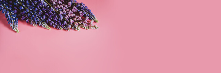 lupine flowers in blue lilac color in full bloom on a pink background flat lay. space for text. banner