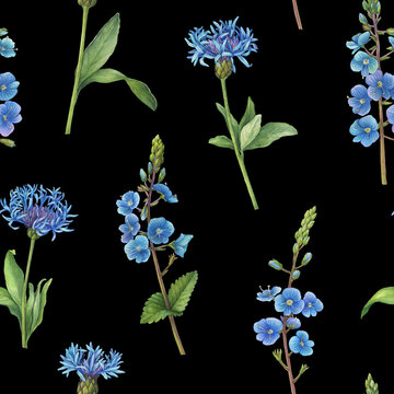 Seamless pattern with blue mountain cornflower (Centaurea montana, knapweed) and Veronica chamaedrys  (germander speedwell). Watercolor hand drawn painting illustration isolated on black background.