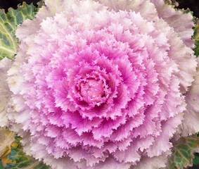 Purple Brassica Oleracea flower, decorative cabbage in garden