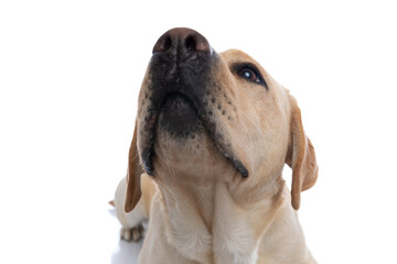 close up on a cute labrador retriever dog's face