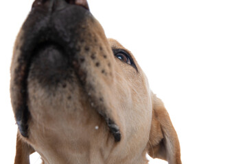 cute labrador retriever dog sniffing the camera - obrazy, fototapety, plakaty