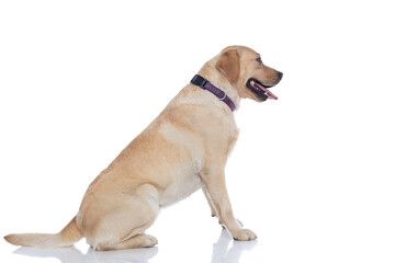 cute labrador retriever dog waiting in line