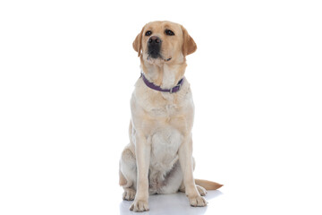 seated labrador retriever dog looking away, wearing a purple leash