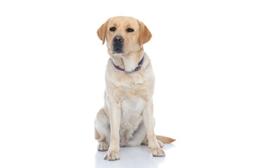 labrador retriever dog sitting and looking at the camera