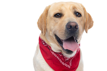 beautiful labrador retriever dog panting and wearing a red bandana
