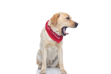 labrador retriever dog feeling bored and yawning