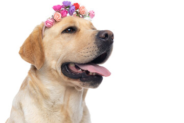 beautiful labrador retriever dog sticking out tongue